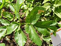 Maceron - Smyrnum olusatrum (fam Apiacees) (2) (Photo F. Mrugala)